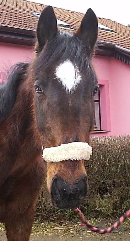 Kopie - foto 1398